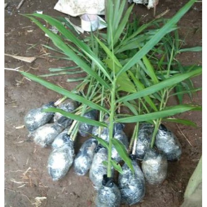 

Pohon jahe herbal