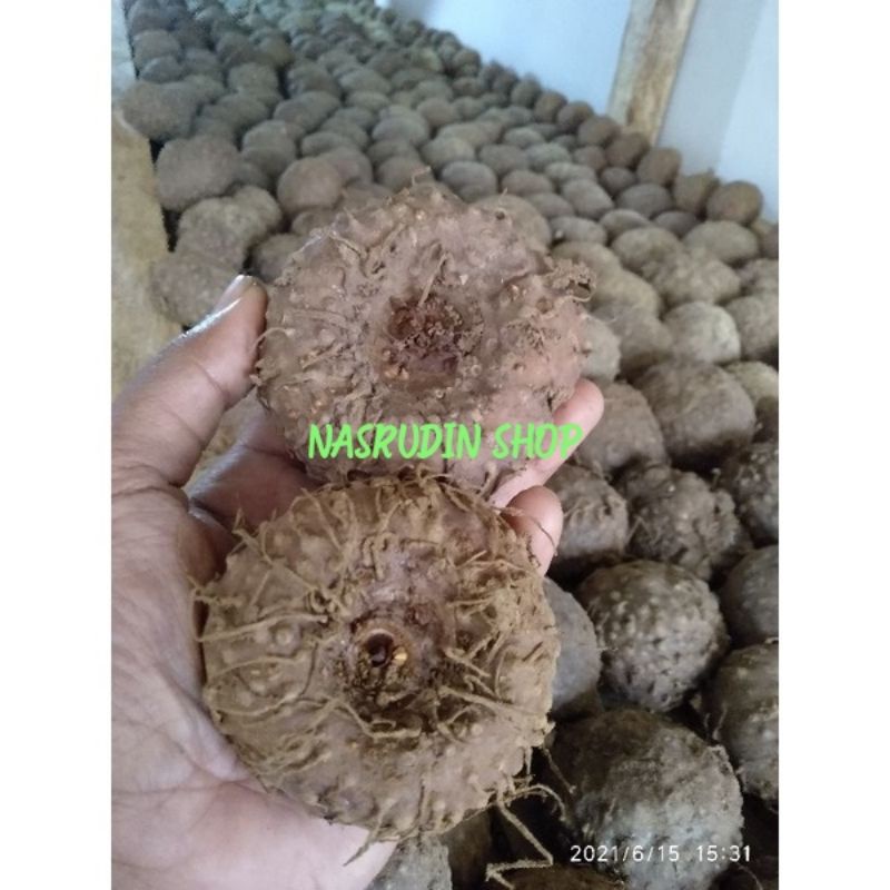 

[Fresh] BIBIT UMBI PORANG 1KG ISI 10-20-30 BIBIT PORANG SUPER PILIHAN ASLI DORMAN