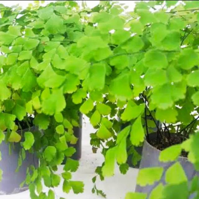 Tanaman hias suplir daun kecil