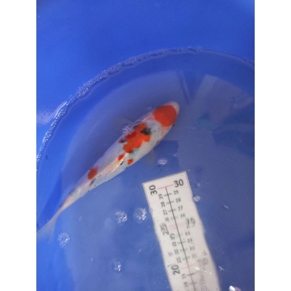 Ikan koi sanke tategoi Blitar