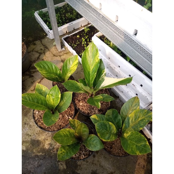 jemani varigata remajanan calon induk