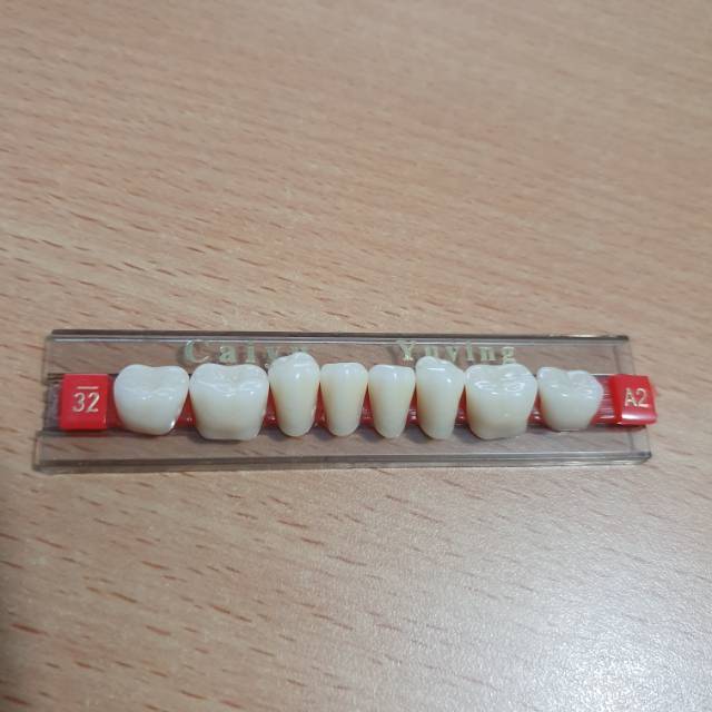 GIGI PALSU POSTERIOR PER SET GIGI GRAHAM BAWAH