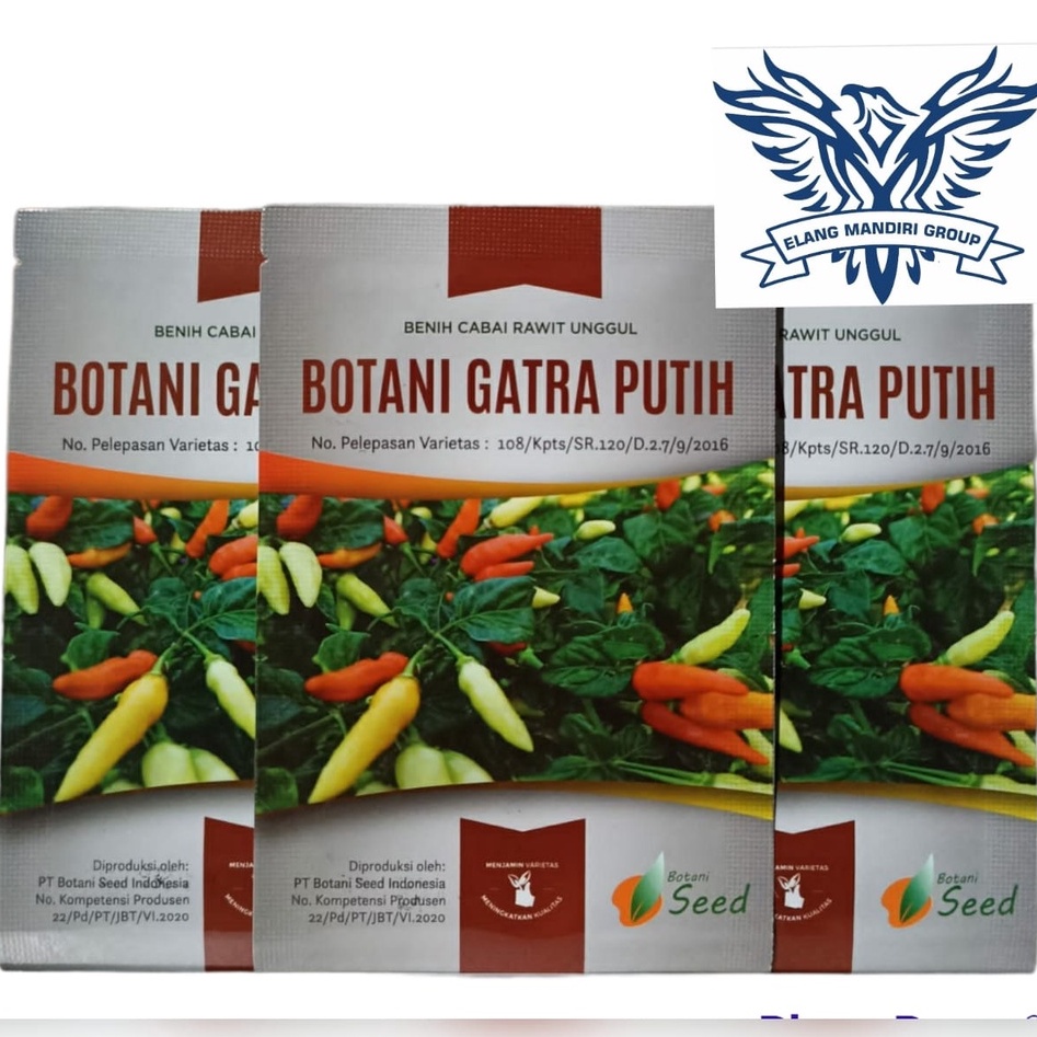 Benih Bibit Cabe  cabai Gatra Putih 1 Gr 216 Butir Botani seed