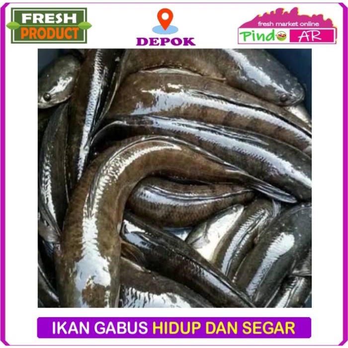 

Fisho | Ikan Gabus Hidup Dan Segar 1Kg Ready stock