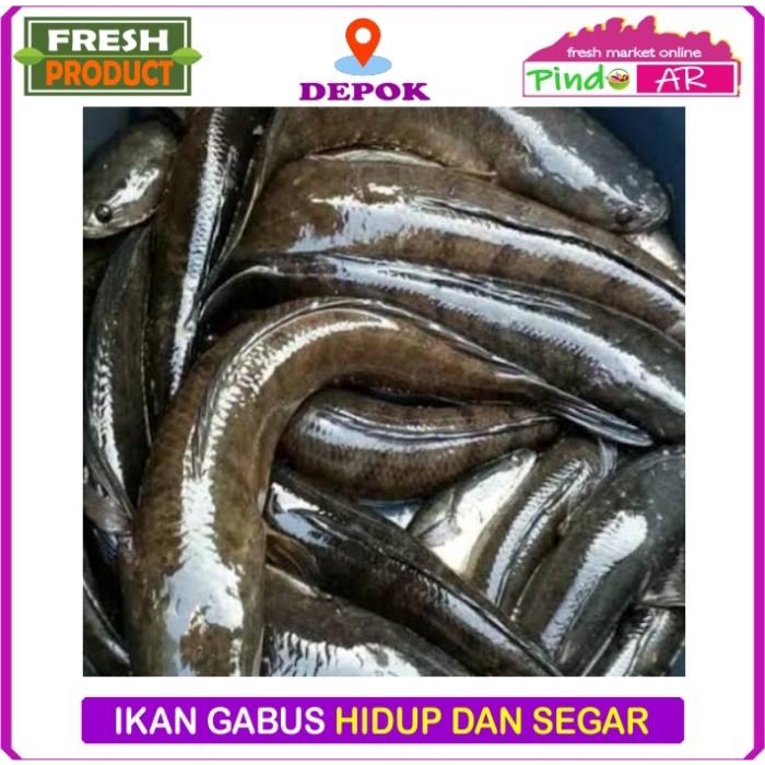 Fisho | Ikan Gabus Hidup Dan Segar 1Kg Ready stock