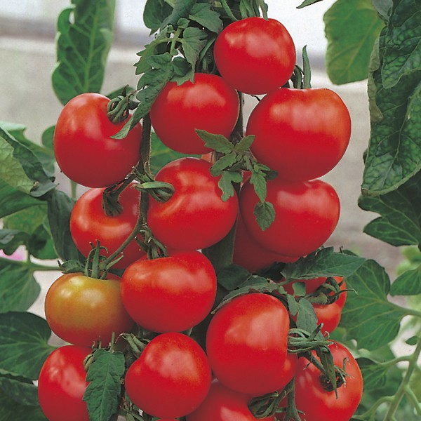 Benih Bibit Biji - Tomato (Standard) Alicante Tomat Merah Super Manis Seeds - IMPORT