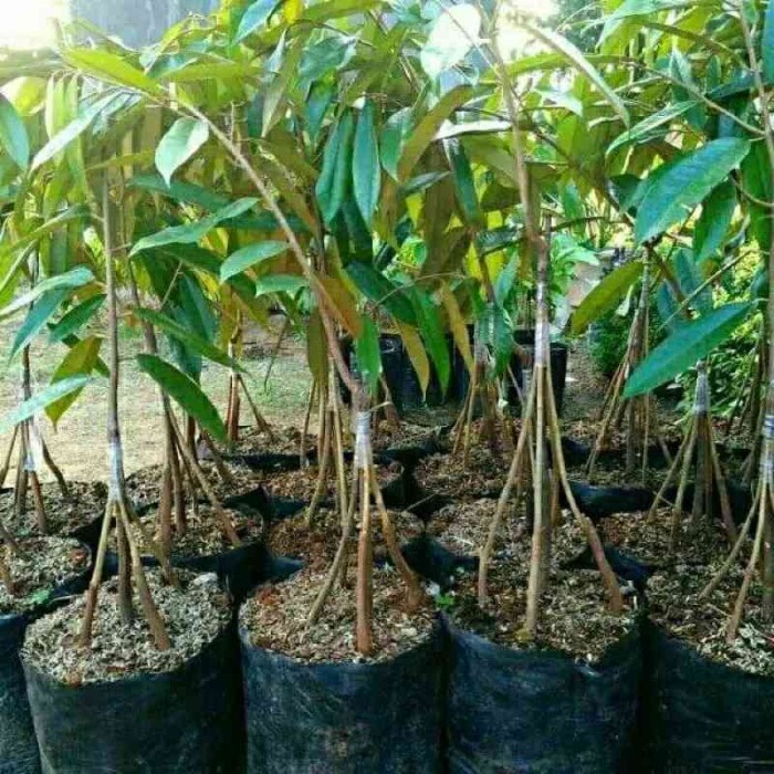 Bibit tanaman buah durian musang king kaki 5