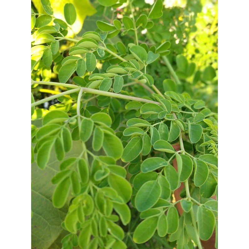 

DAUN KELOR SEGAR | MORINGA OLEIFERA 100 GRAM