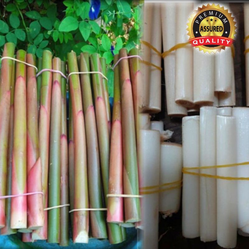 

Batang kecombrang/honje 1kg bsa reques tua atau muda