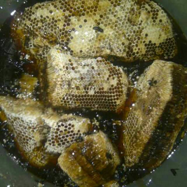 

Sarang madu hutan riau