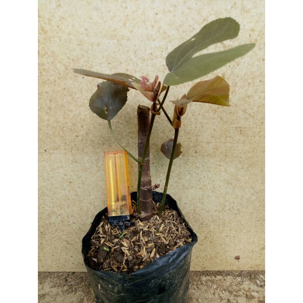 Bibit Bahan Bonsai Waru Merah/stek