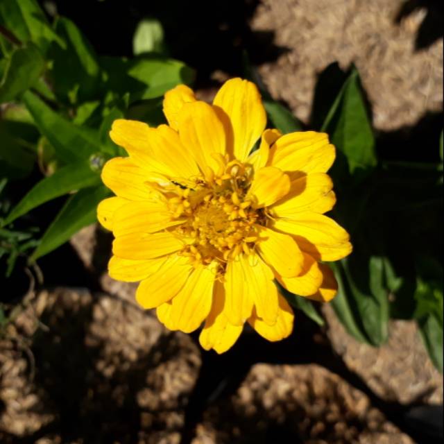 Tanaman Hias Bunga Kertas Kuning