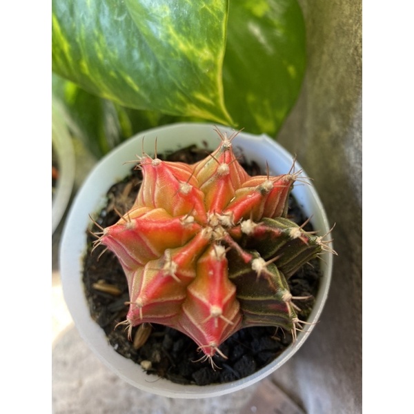 Kaktus Gymno Miha / Milo / Starfire M10 d 5cm