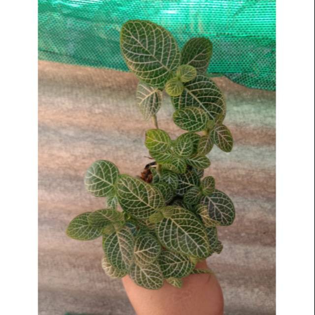  Tanaman  episcia  mutiara  epicia mutiara  Tanaman  hias  