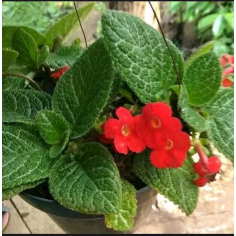 TANAMAN HIAS EPICIA HIJAU - EPICIA