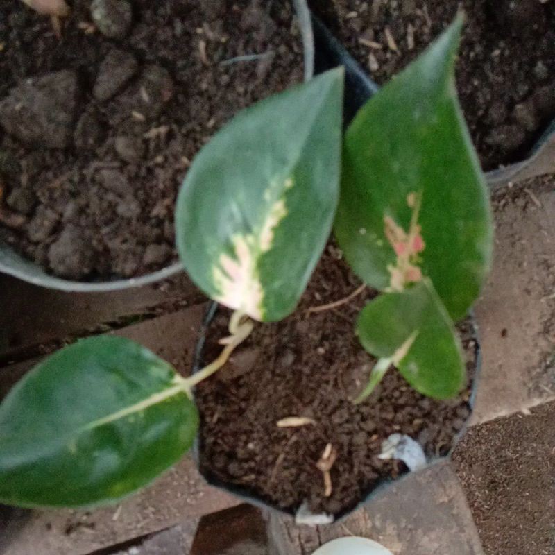 bibit aglonema kochin hybrid