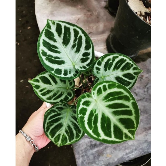 Promo Tanaman Anthurium Crystalinum SILVER DORAYAKI 100% ORI Kuping Gajah - Anakan A