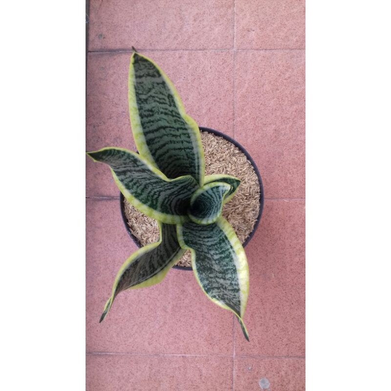 sansevieria futura superba/snake plant/daraceena trifasciata