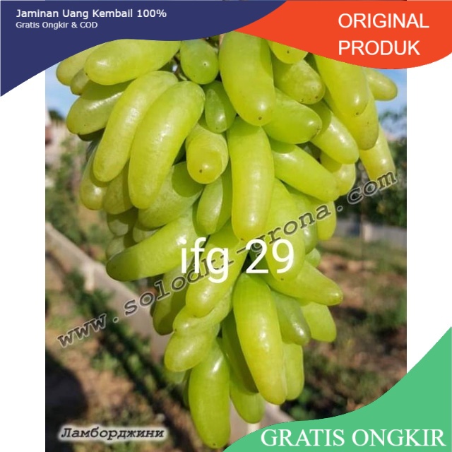 Bibit anggur import ifg 29 / waterfall / lamborghini