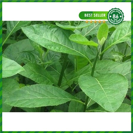 

DAUN AFRIKA SEGAR OBAT HERBAL Alami perdaun