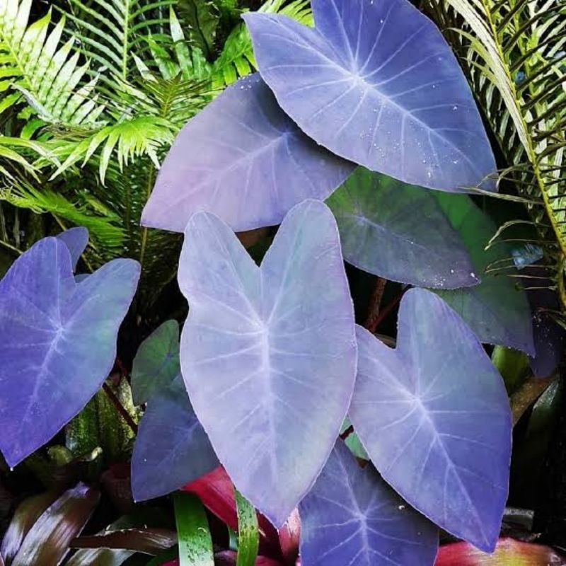 tanaman hias caladium black magic