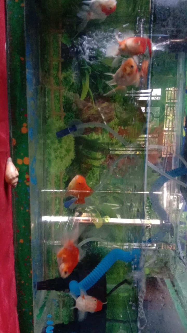 Gelembung Udara Airator Out Put 2 Full Set