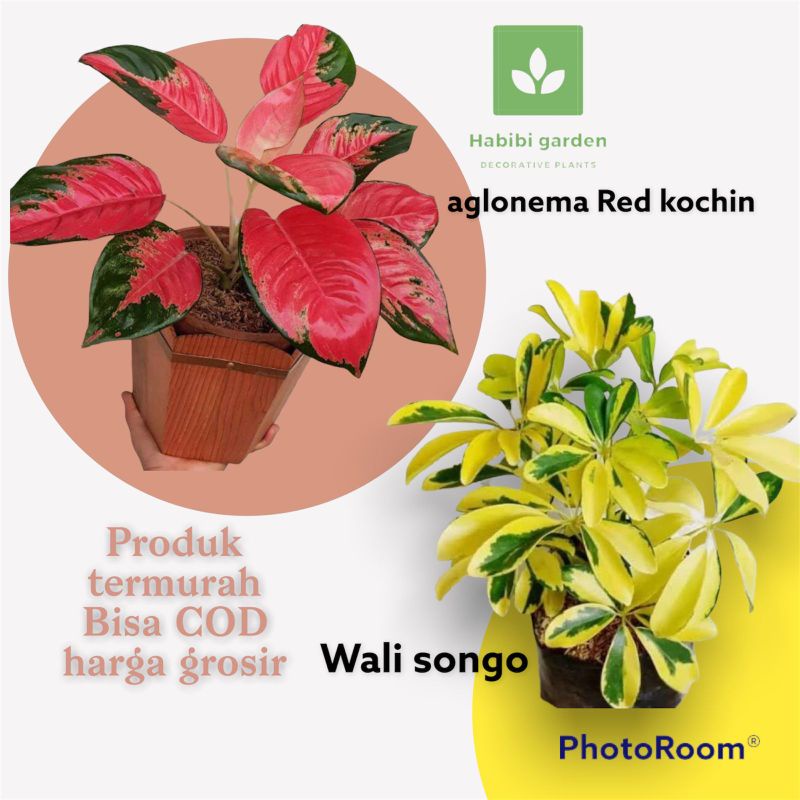 paket murah tanaman Red kochin,wali songo / Pohon hidup tanaman daun rimbun / aglonema mewah red koc