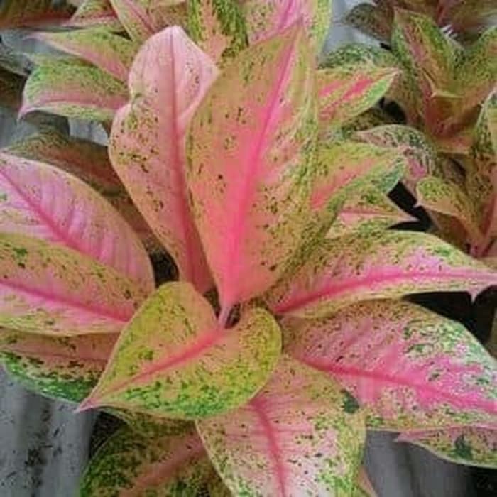 tanaman hias aglonema pink lady