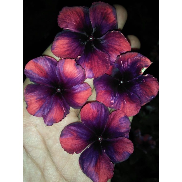 vinca tegak orange cemong