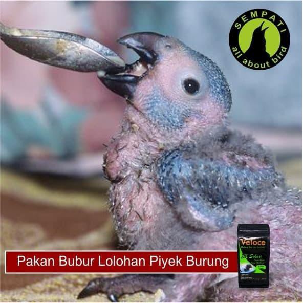 Pakan Bayi Anakan Burung Lovebird Lolohan Bubur Ijo Veloce