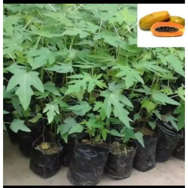 bibit pepaya california unggul