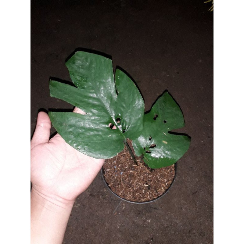 Bibit tanaman hias philo amydrium medium / pohon amydrium medium