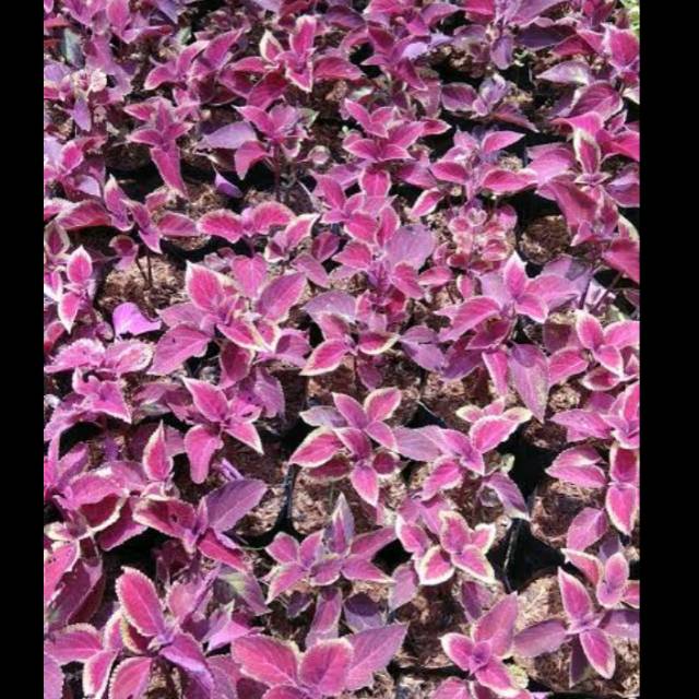 Tanaman hias meyanan merah kuning