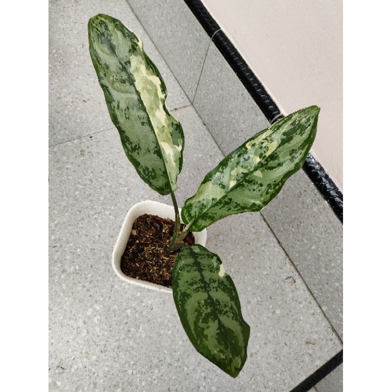 aglonema/variegata/variegata/comutatum variegata