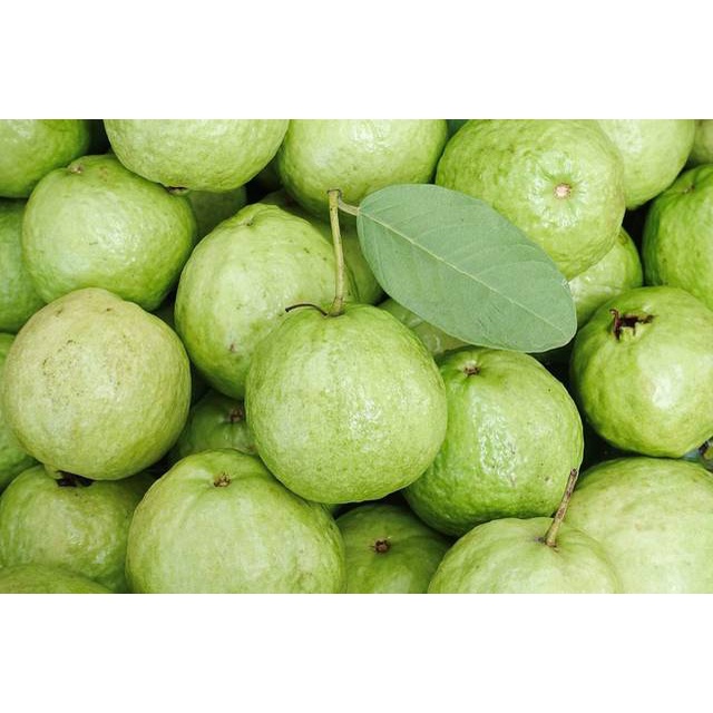 

JAMBU KRISTAL SEGAR PETIK KEBUN 1KG [COD]
