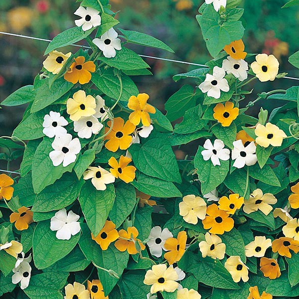 Benih Bibit Biji - Bunga Thunbergia Black Eyed Susan Alata Mix Flower Seeds - IMPORT