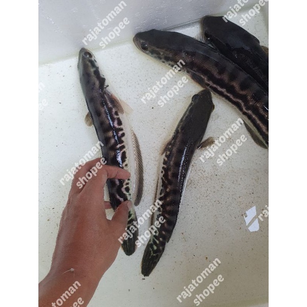 Ikan Toman Channa Micropeltes Dewasa 30-40 cm
