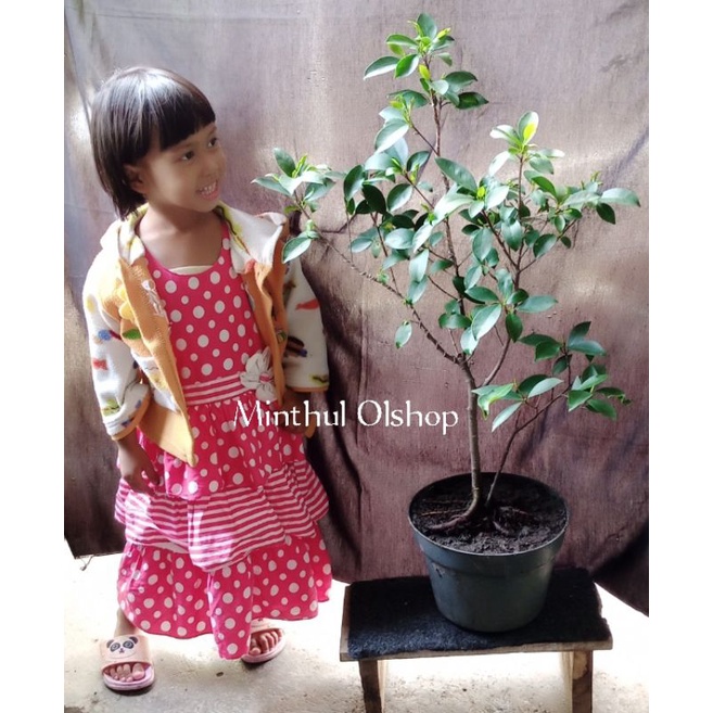 Bonsai beringin preh akar muter full gondrong sesuai foto