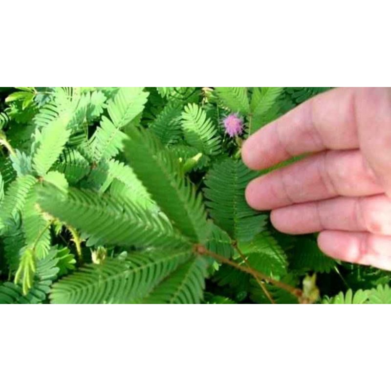 

jual daun putri malu segar 150 gram