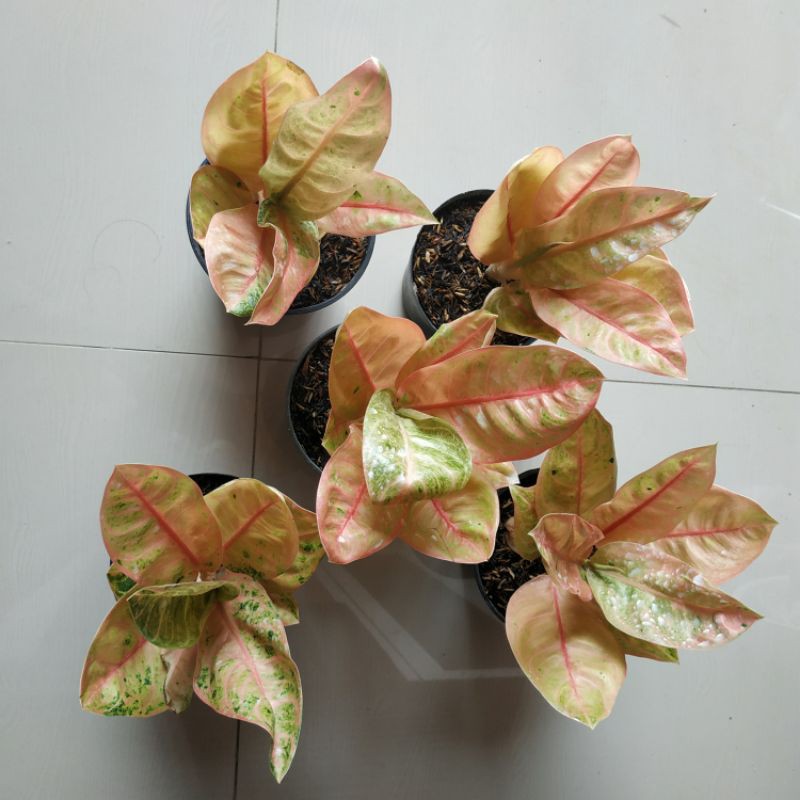 Aglonema Denpasar Moon