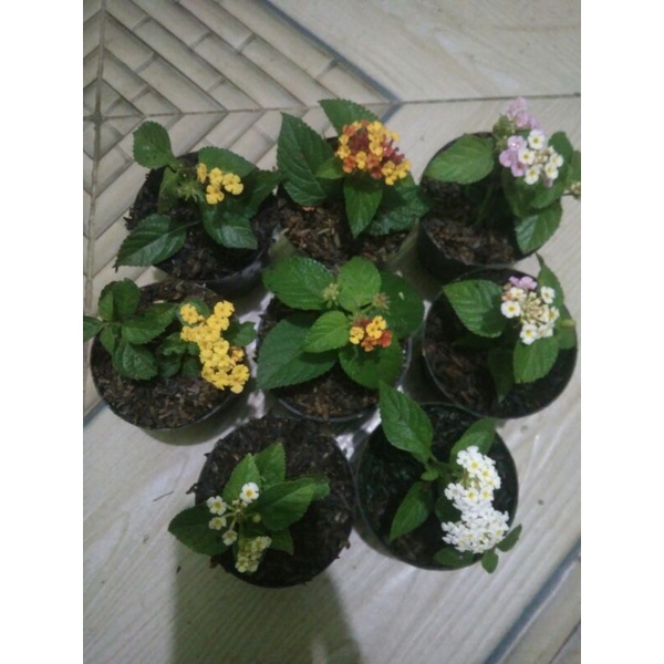 paketan tanaman hias ,lantana 8pot,4 macam warna menarik indah