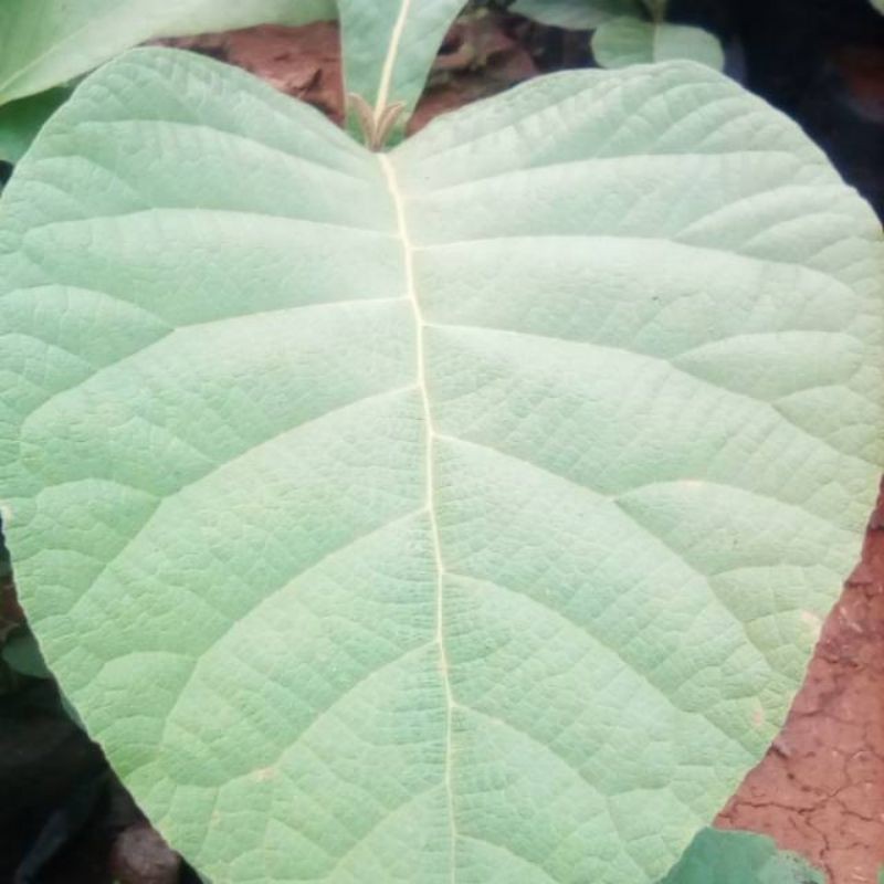

Daun jati segar di petik langsung dari pohon 1kg