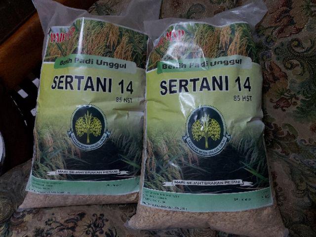 Benih Padi Unggul Indrida Sertani 14 Bibit Padi