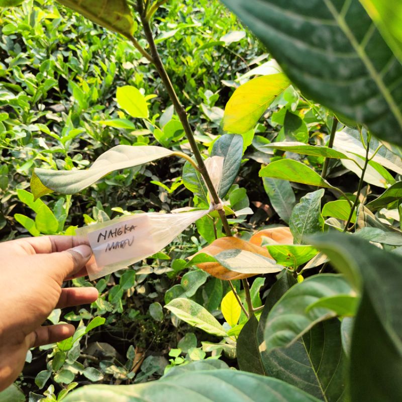 Bibit Buah Nangka Madu