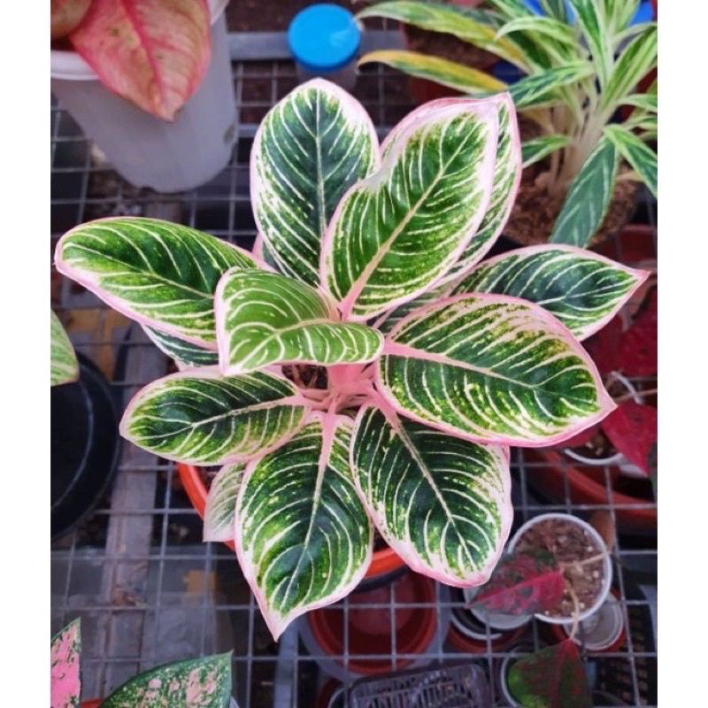 anakn aglonema minion//baby aglonema