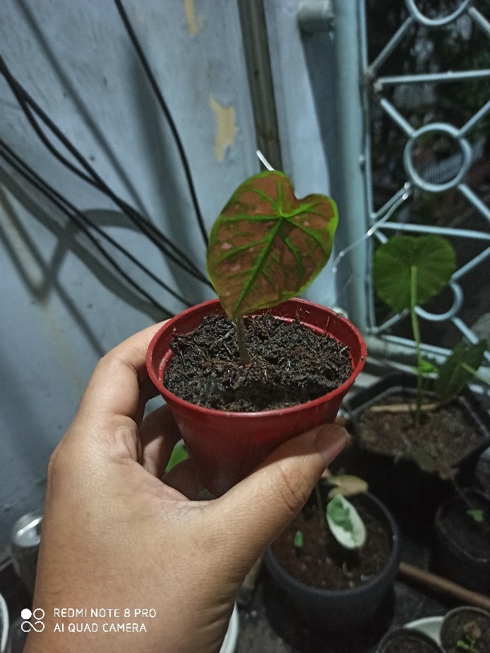 Keladi Green Spider Gratis Karantina