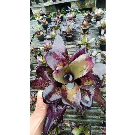 bromelia black ninja