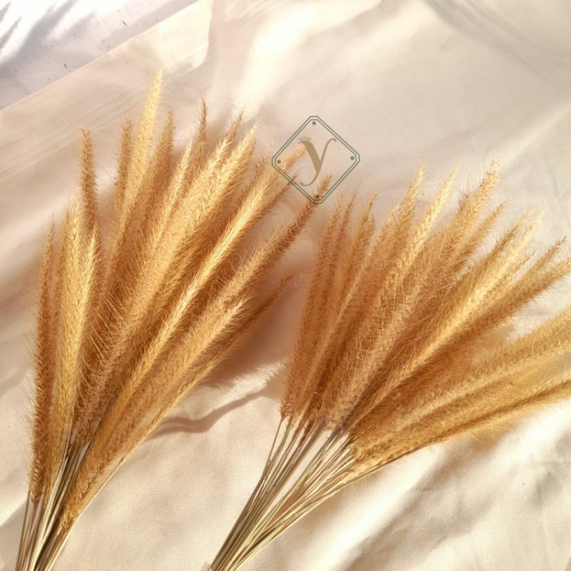 [GROSIR 30 Tangkai] oson-oson/sataria/Dried Flower Local Aesthetic/Bunga Kering/Rumput/Dekor Rustic