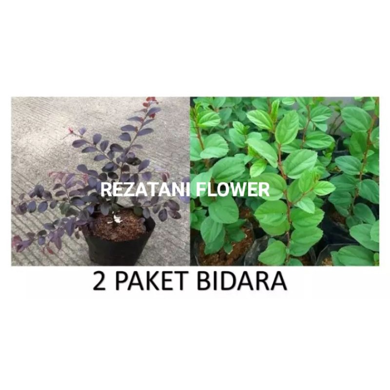 paket hemat 2 tanaman Bidara/Bidara Cina dan Bidara Arab/Bidara