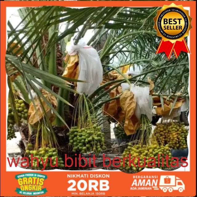 MURAH BIBIT KURMA KL 1 SUPER UNGGUL